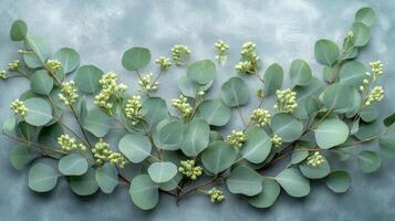 The magnificent eucalyptus branch has characteristic rounded leaves neatly arranged in the center. photo