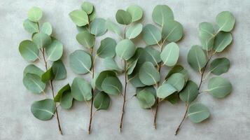 Eucalyptus branches showing characteristic rounded leaves arranged in a neat row. photo