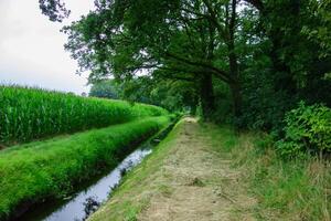 A canal with a tree in the middle photo