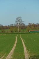 A field with a tree in the middle photo