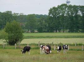 A group of cows grazing in a field photo