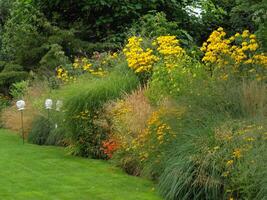 A grassy area with a lot of flowers photo