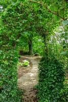 A path through a lush green forest with trees and bushes photo