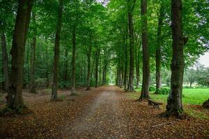 A path through a forest with trees and grass photo