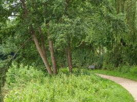A path that is lined with trees and bushes photo