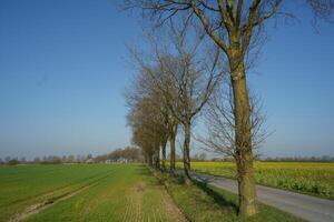 A row of trees photo