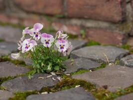 A small flower growing out of a crack in the cobblestone photo