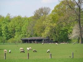 A herd of sheep grazing in a field photo