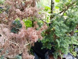 A comparison of a healthy and an unhealthy Cypress tree. The healthy tree has lush green needles, while the unhealthy one has mostly brown, dry needles. photo