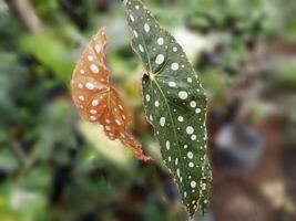 Begonia maculata. Two polka dot begonia leaves with a soft, blurred natural background. photo