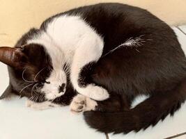 A black and white bicolor cat, also known as a tuxedo cat, is curled up in a ball and fast asleep. photo