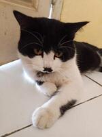 A bicolor cat with a tuxedo pattern is relaxing on a tiled surface. The cat has striking yellow eyes and a distinctive black and white coat photo