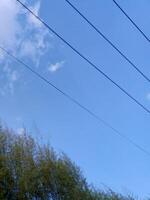 A blue sky with white clouds and power lines above a green bamboo forest. photo