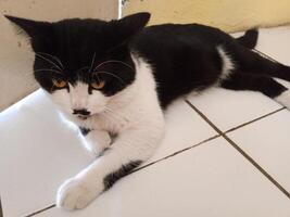 A bicolor cat with a tuxedo pattern is relaxing on a tiled surface. The cat has striking yellow eyes and a distinctive black and white coat photo
