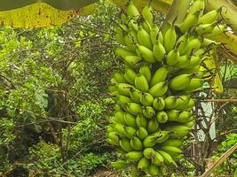 A vibrant cluster of unripe bananas hangs gracefully from a tree, surrounded by lush green foliage. photo