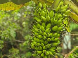 Close-up of a banana bunch, each fruit vivid in its green hue, swaying gently in the breeze. This image captures the essence of tropical agriculture and organic produce in its raw form. photo