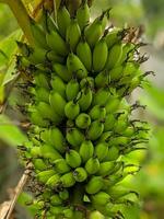 Close-up of a banana bunch, each fruit vivid in its green hue, swaying gently in the breeze. This image captures the essence of tropical agriculture and organic produce in its raw form. photo