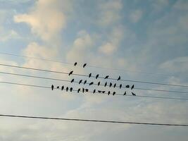 Birds perch in orderly rows on power lines under a serene, cloud-speckled sky. The scene captures a moment of quietude and balance in nature's daily rhythm. photo