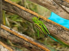 A grasshopper rests on a decaying leaf, its striking green color contrasting with the brown textures. The image encapsulates the harmony and detail of nature's smaller creatures. photo