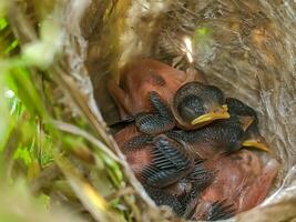 Close-up of a nest with newborn birds nestled together, showcasing delicate feathers and closed eyes. The natural setting highlights the beauty of wildlife and the tender beginnings of life. photo
