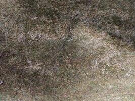 Close-up of a moss-covered surface, showcasing a rich, earthy texture with shades of green and brown, ideal for backgrounds and nature-inspired designs. photo