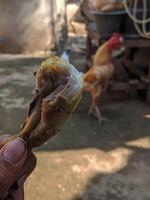 A person holding a cooked chicken drumstick with a blurred rooster in the background, capturing a rustic farm-to-table vibe, ideal for culinary and lifestyle themes. photo