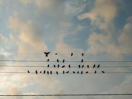 A tranquil assembly of birds perched on power lines, silhouetted against a pastel sky. The solitary bird in flight enhances the dynamic balance in this serene natural tableau. photo