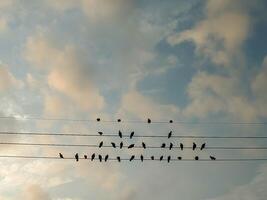 A group of birds sits closely on power lines, silhouetted against the soft hues of a morning sky. The arrangement creates a rhythmic pattern, evoking a sense of unity and calm. photo