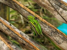 A vibrant green grasshopper clings to a textured dried leaf, showcasing the intricate patterns of its body. The close-up reveals the detailed interplay of colors and textures in a natural habitat. photo