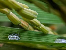 This image captures a detailed image of dew droplets attached to a single leaf of rice, accompanied by rice grains. Accentuate the intricate leaf texture and soft contours of the rice grains. photo