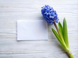 One blue hyacinth lying on light wooden surface with an empty white card next to it. Perfect white background photo
