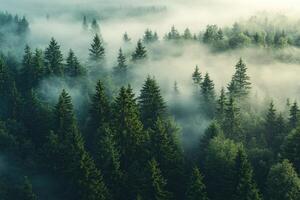 Fog rolling over evergreen coniferous forest creating magical atmosphere photo