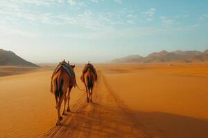 Two dromedary camels walking in the desert at sunset with mountains in the background photo