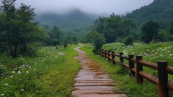 Wet wooden path winding through a meadow with white flowers and a foggy mountain photo