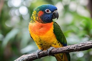 Colorful parrot perching on a branch in lush greenery photo