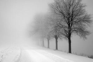Snowy road disappearing into the fog with frozen trees photo