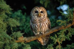 Barred owl perching on branch in forest photo