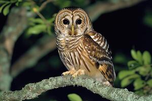 Great horned owl perched on a branch at night, staring with intense gaze photo
