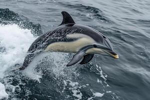 Common dolphin jumping and splashing in the ocean photo