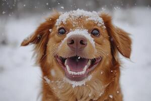 Happy brown dog enjoying snowfall, smiling with snow on its nose and head photo