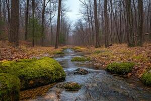 Stream flowing through mossy rocks in peaceful forest photo