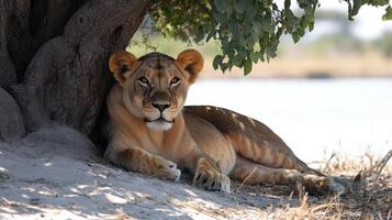 Lioness resting under tree near water in africa photo