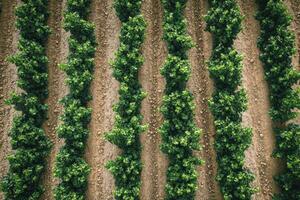 Rows of grapevines growing in a vineyard, creating a pattern of green and brown photo