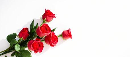 Red roses on a white background photo