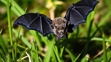 A close-up view of a bat with its wings spread wide photo