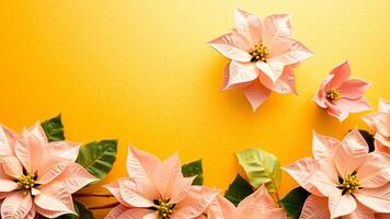 Pink Poinsettia Flowers on Yellow Background photo