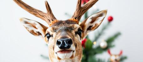 Close Up of a Deer's Face with Antlers photo