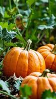 Close-up of Pumpkins in a Patch photo