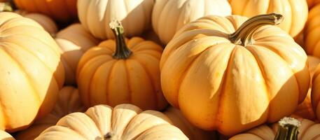 Close-up of Pumpkins in Autumn photo