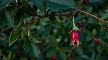A Single Red Flower Hanging from a Branch photo